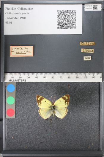 Media type: image;   Entomology 124720